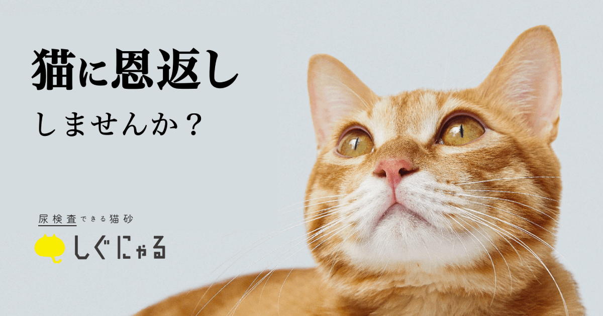 2022年2月22日（火）は“2（にゃん）”が6個も並ぶ特別な「猫の日